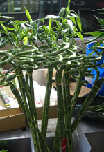 luckky bamboo
